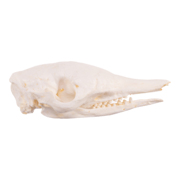 Replica Nine-banded Armadillo Skull
TQ-010 - Image 2