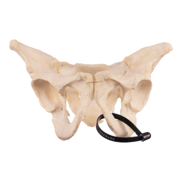 Pelvis - Articulated

29490 - Image 3