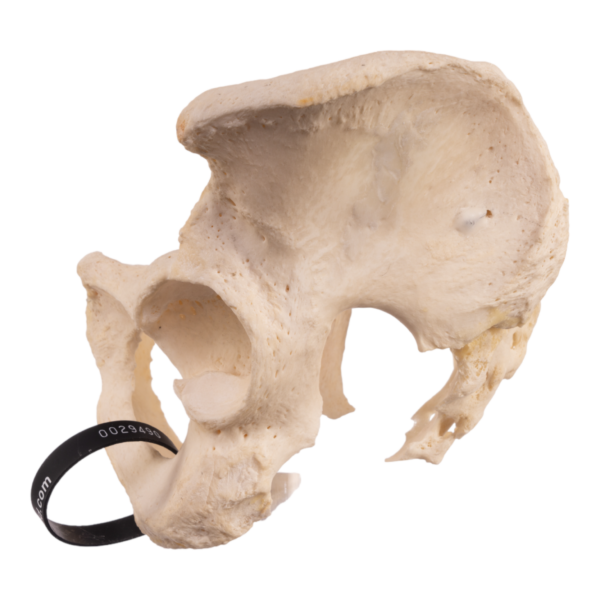 Pelvis - Articulated

29490 - Image 4