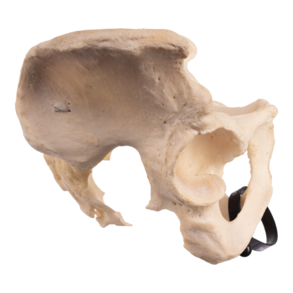 Pelvis - Articulated

29490 - Image 2