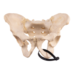 Pelvis - Articulated

29490