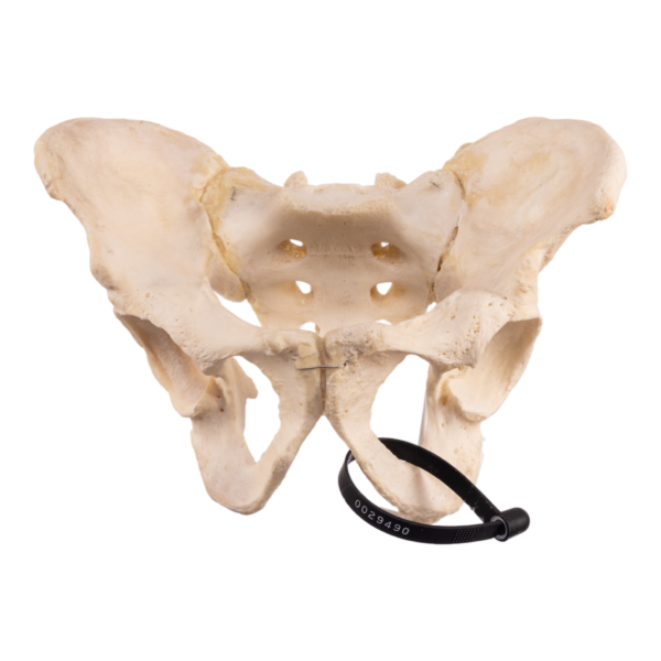 Pelvis - Articulated

29490
