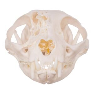 Real Domestic Cat Skull - Pathology
14272