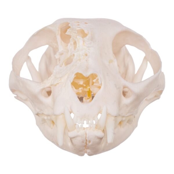 Real Domestic Cat Skull - Pathology
14272