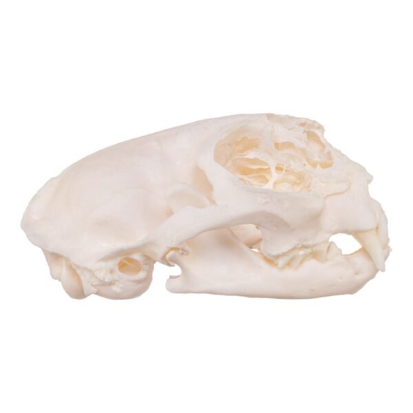 Real Domestic Cat Skull - Pathology
14272 - Image 2