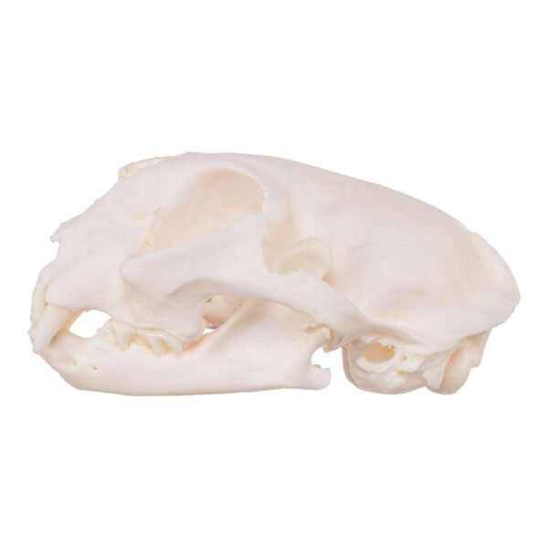 Real Domestic Cat Skull - Pathology
14272 - Image 3
