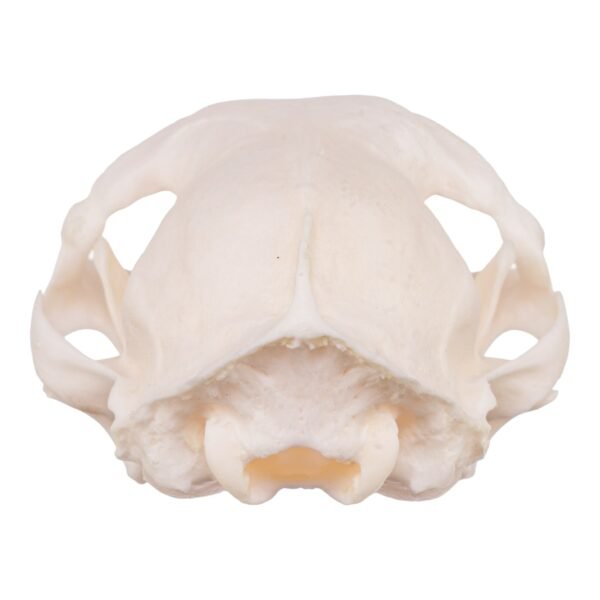 Real Domestic Cat Skull - Pathology
14272 - Image 4