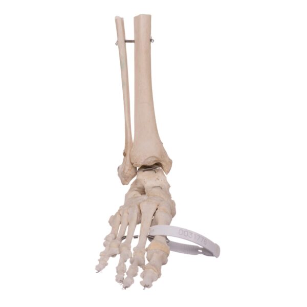 Foot with Partial Tibia and Fibula - Image 2