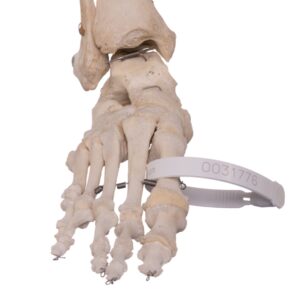 Foot with Partial Tibia and Fibula