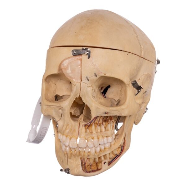 Dissected Skull with Carrying Case - Image 6