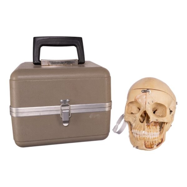 Dissected Skull with Carrying Case - Image 5