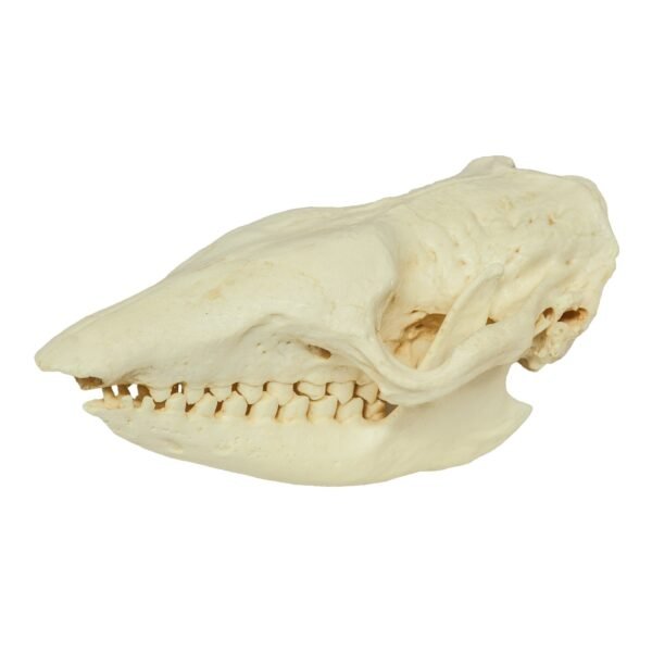 Replica Six-banded Armadillo Skull

383 - Image 2