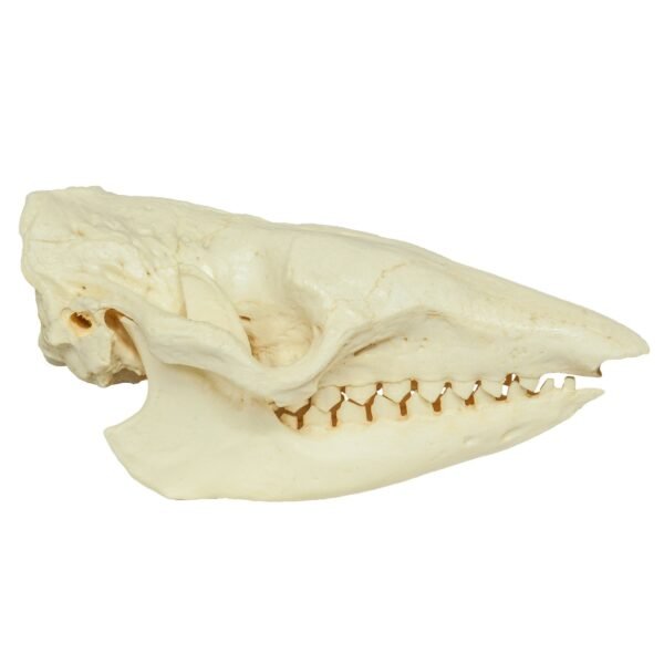 Replica Six-banded Armadillo Skull

383 - Image 3