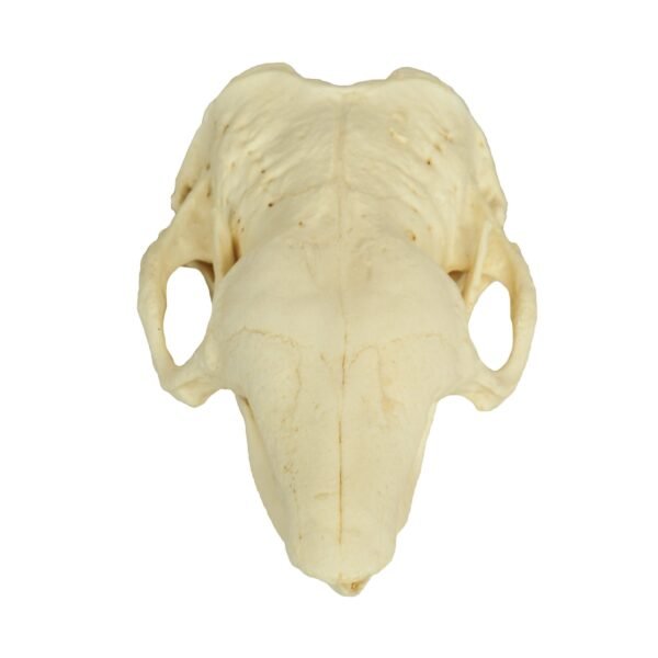 Replica Six-banded Armadillo Skull

383