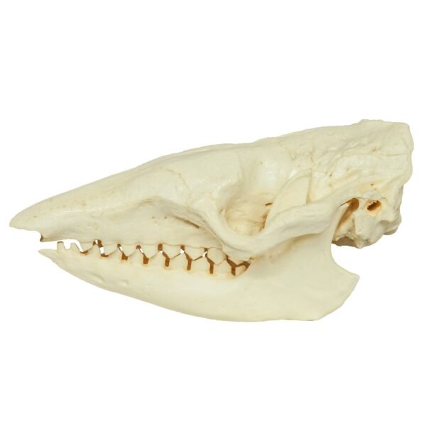 Replica Six-banded Armadillo Skull

383 - Image 4