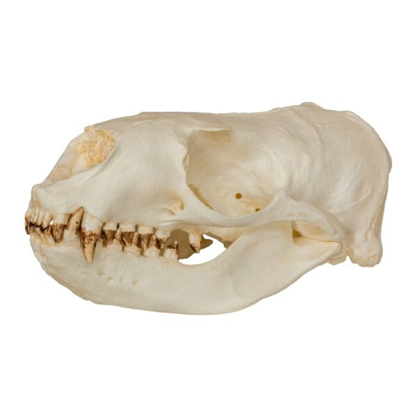 Replica Steller Sea Lion Skull (Female)
240 - Image 4