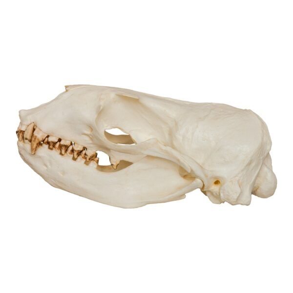 Replica Steller Sea Lion Skull (Female)
240 - Image 2