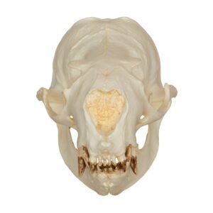 Replica Steller Sea Lion Skull (Female)
240