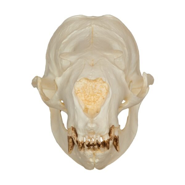 Replica Steller Sea Lion Skull (Female)
240
