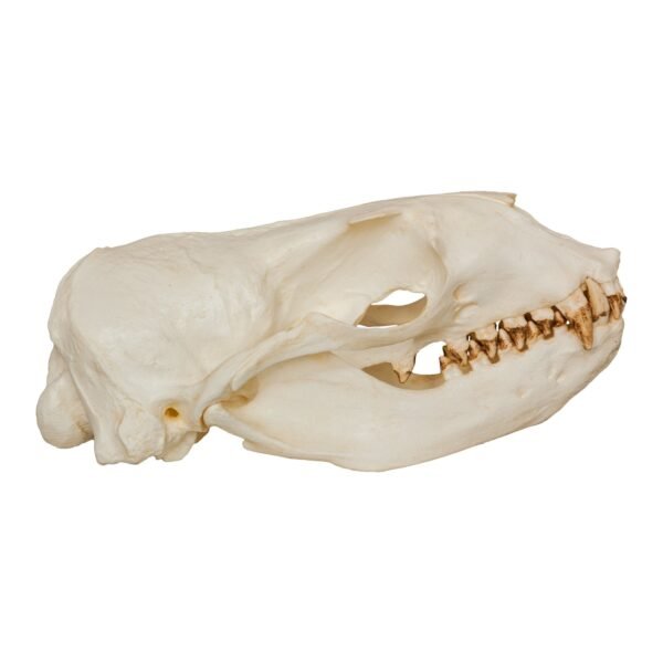 Replica Steller Sea Lion Skull (Female)
240 - Image 3
