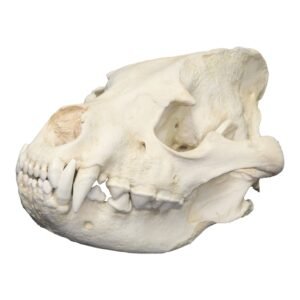 Replica Striped Hyena Skull - Male

277