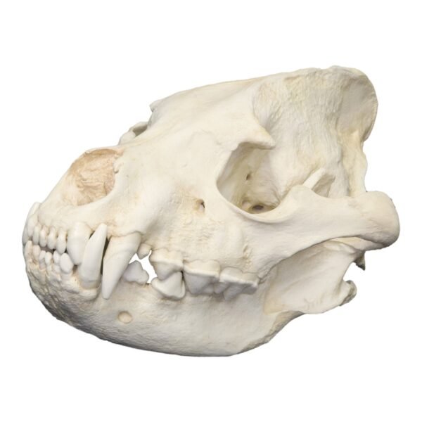 Replica Striped Hyena Skull - Male

277