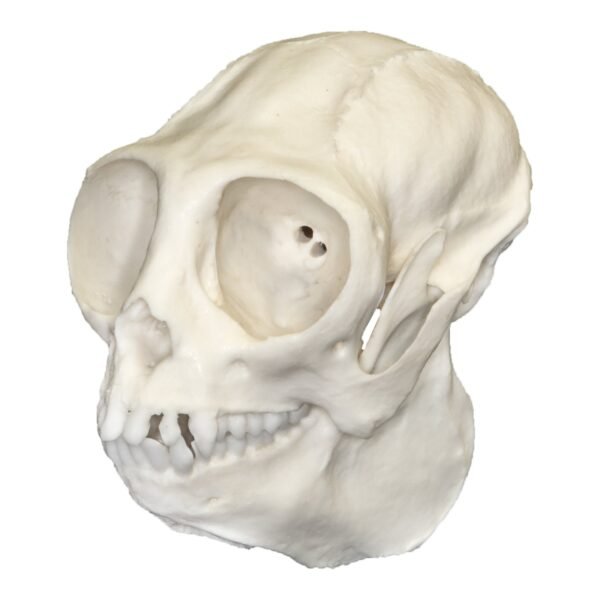 Replica Titi Monkey Skull

BC-319 - Image 2