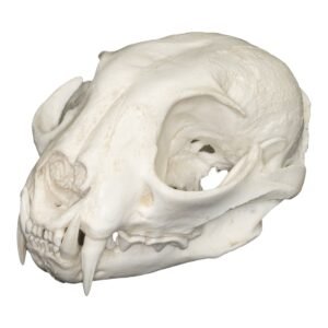 Replica Eurasian Lynx Skull

303