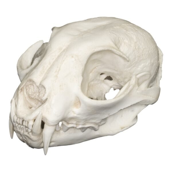 Replica Eurasian Lynx Skull

303