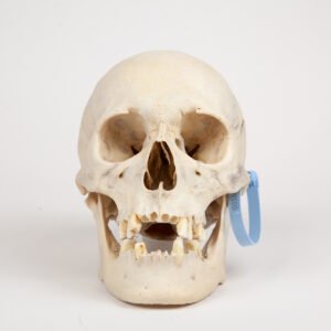 Uncut Medical Skull (0346)