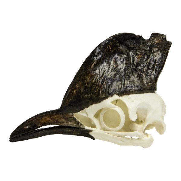 Replica Cassowary Skull

SKU 338 - Image 4