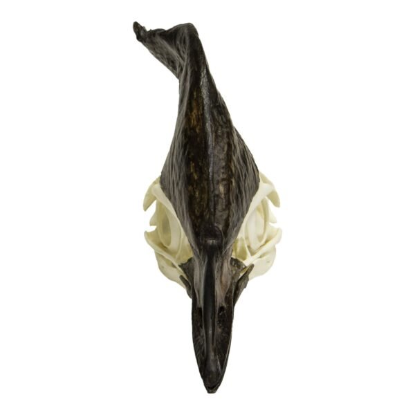 Replica Cassowary Skull

SKU 338 - Image 3
