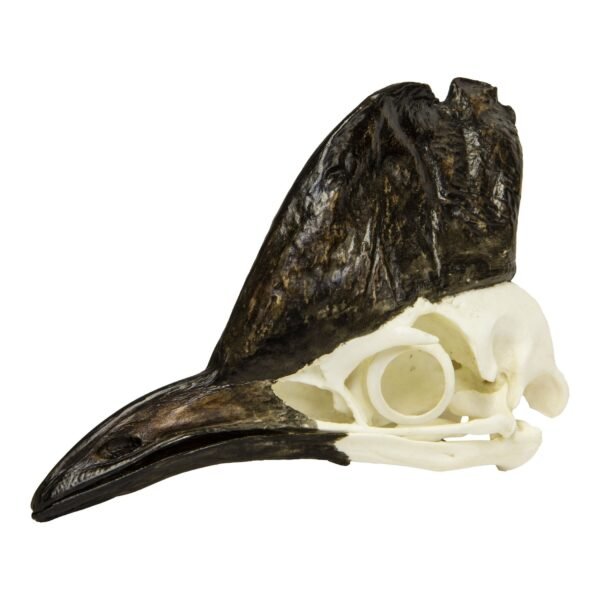 Replica Cassowary Skull

SKU 338