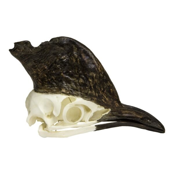 Replica Cassowary Skull

SKU 338 - Image 2