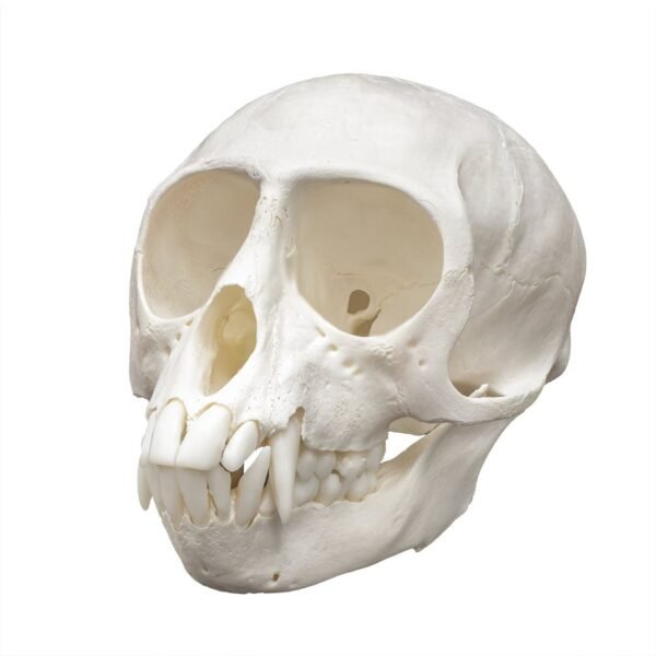 Real Vervet Monkey Skull - Male

286-A - Image 4