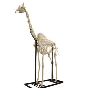 Real Southern Giraffe Skeleton - (Articulated - 13'7")

7443