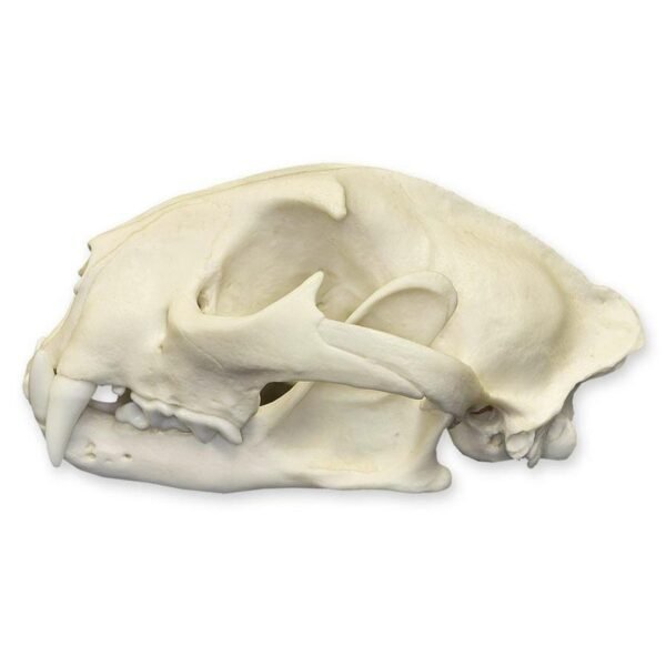 Replica Mountain Lion Skull - Male
072 - Image 3