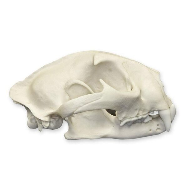 Replica Mountain Lion Skull - Male
072 - Image 4
