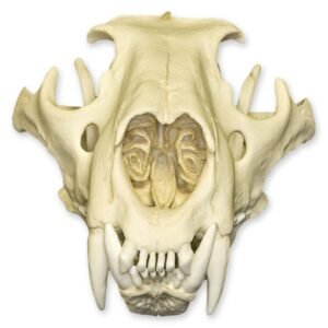 Replica African Lion Skull
054