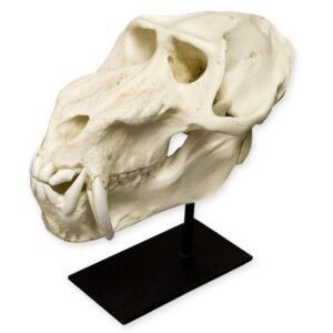 Replica Mandrill Baboon Skull

010
