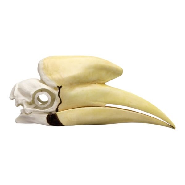 Replica Black Hornbill Skull
175 - Image 2