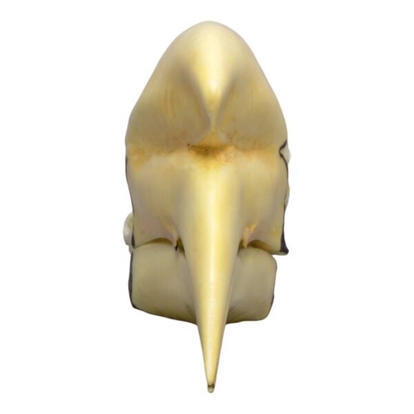 Replica Black Hornbill Skull
175 - Image 3