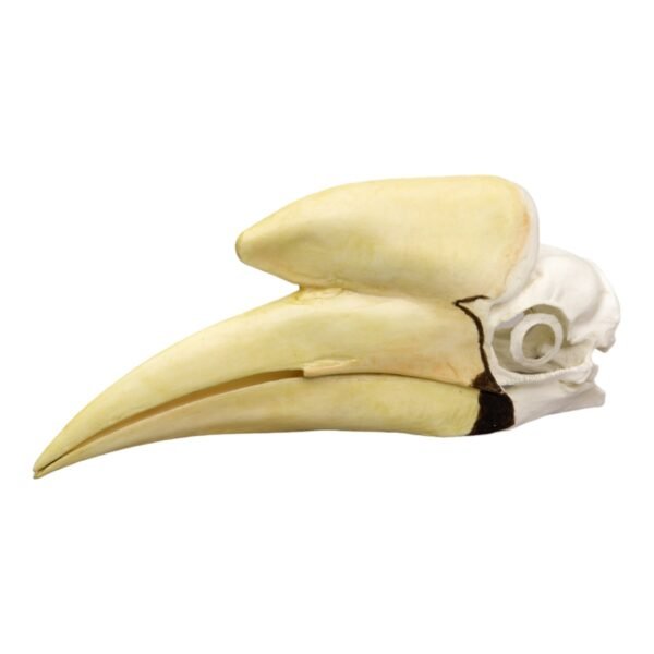 Replica Black Hornbill Skull
175