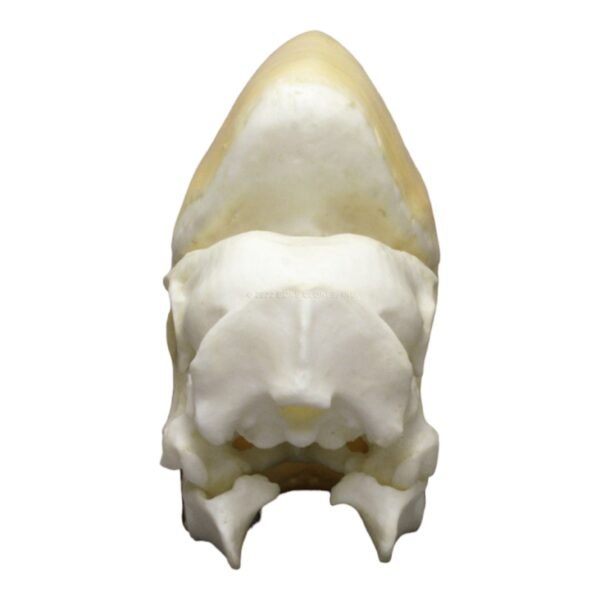 Replica Black Hornbill Skull
175 - Image 4