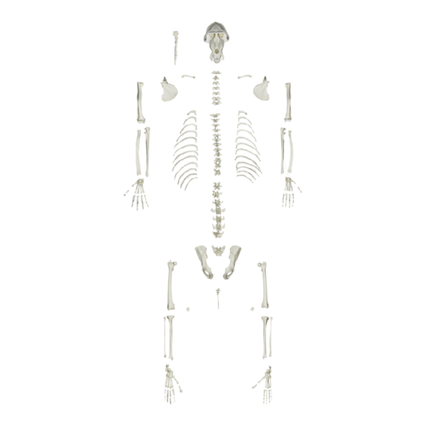 Replica Mandrill Baboon Skeleton

010-D - Image 2