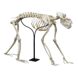 Replica Mandrill Baboon Skeleton

010-D