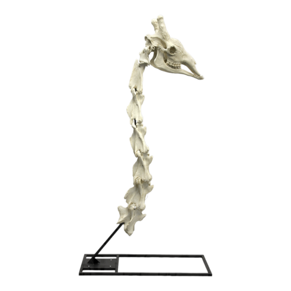 Replica Giraffe Skull and Neck Vertebrae with Stand and Base

034-AB