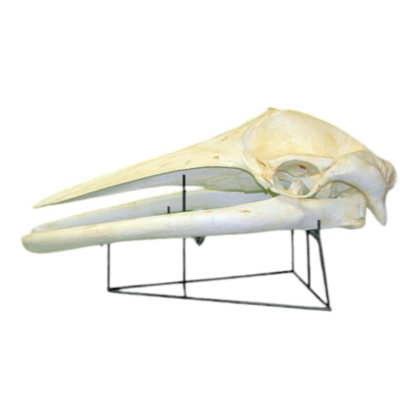 Replica Minke Whale Skull

251 - Image 2