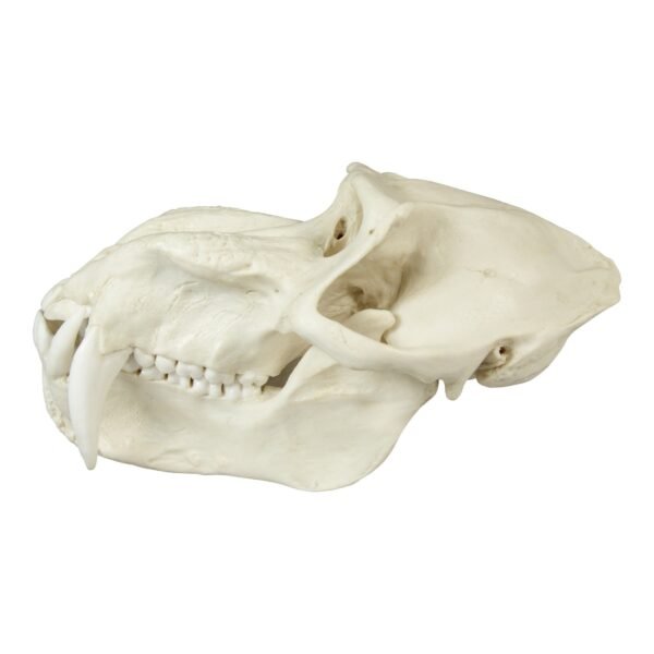 Replica Mandrill Baboon Skull

010 - Image 3