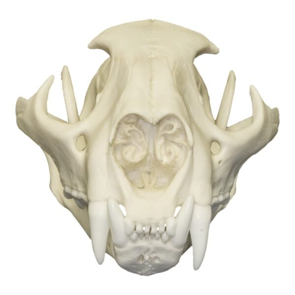 Replica Mountain Lion Skull - Male
072 - Image 2